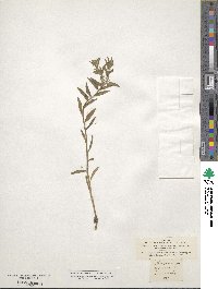 Lithospermum arvense image