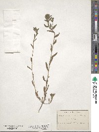 Lithospermum arvense image