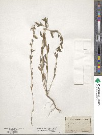 Lithospermum arvense image