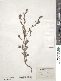 Lithospermum arvense image