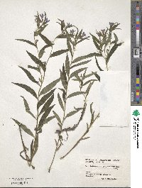 Lithodora fruticosa image