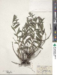 Lithodora fruticosa image