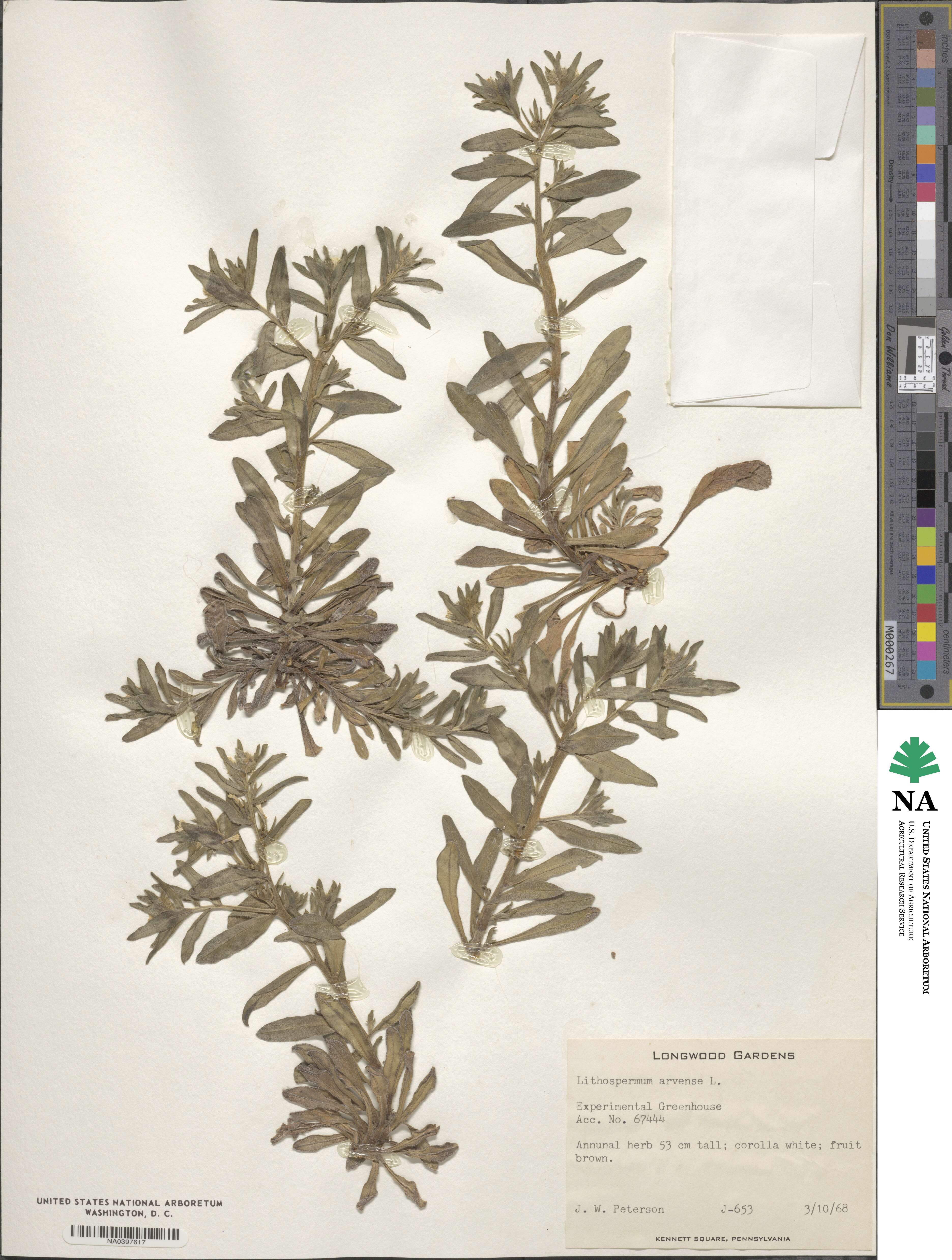 Lithospermum arvense image