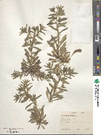 Lithospermum arvense image