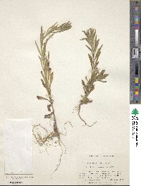 Lithospermum officinale image