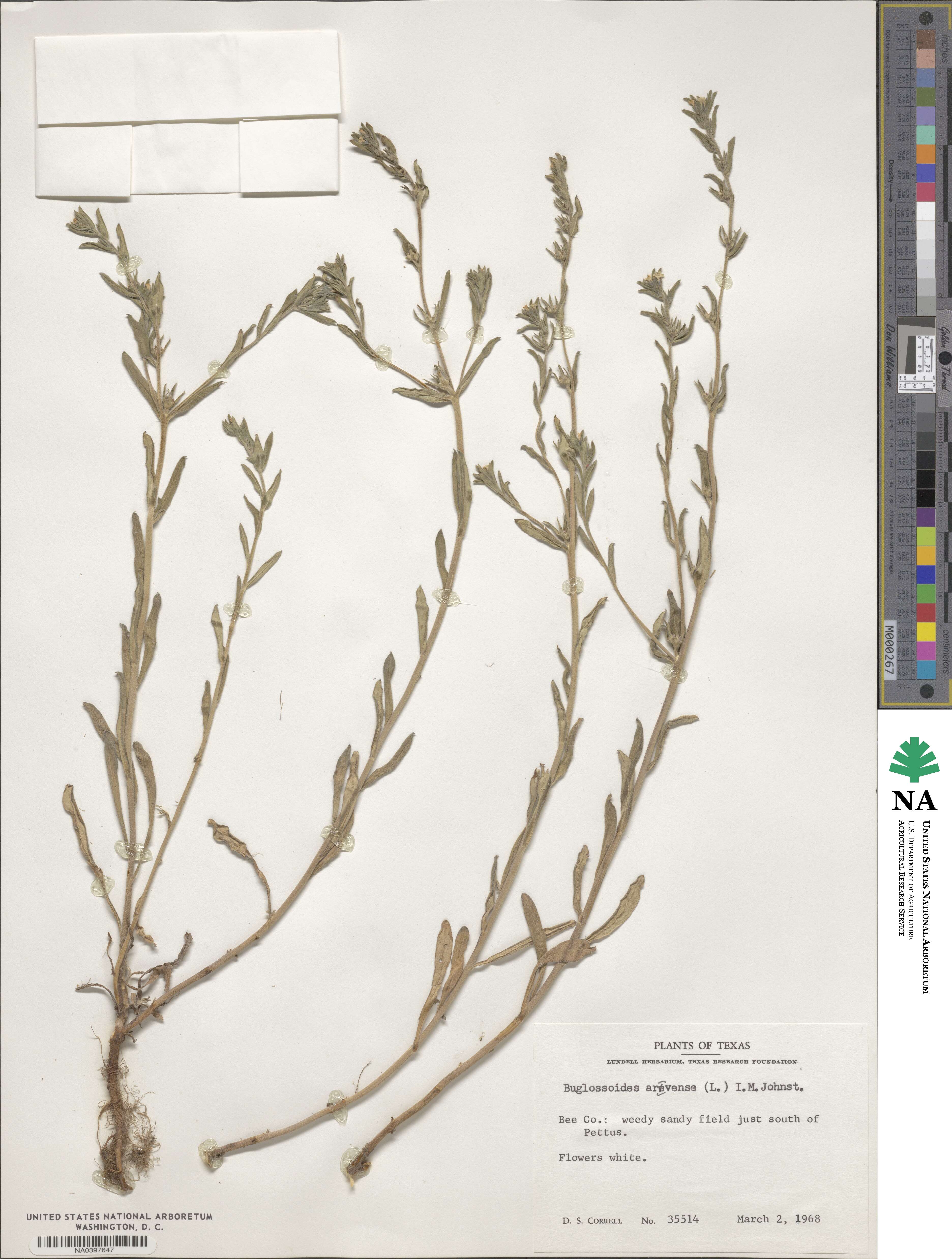 Buglossoides arvensis image
