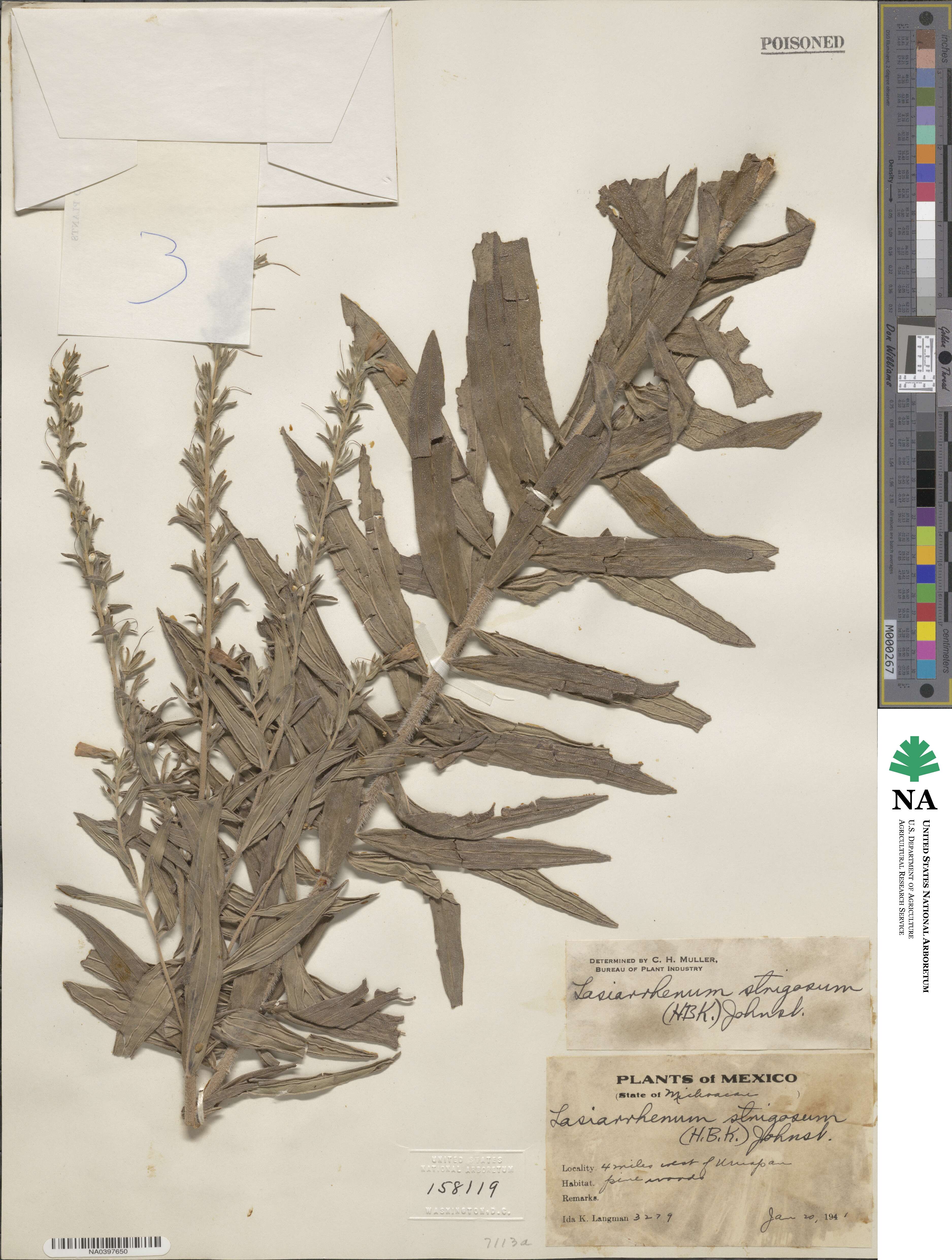 Lithospermum trinervium image