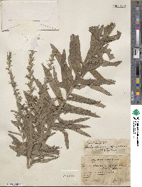 Lithospermum trinervium image