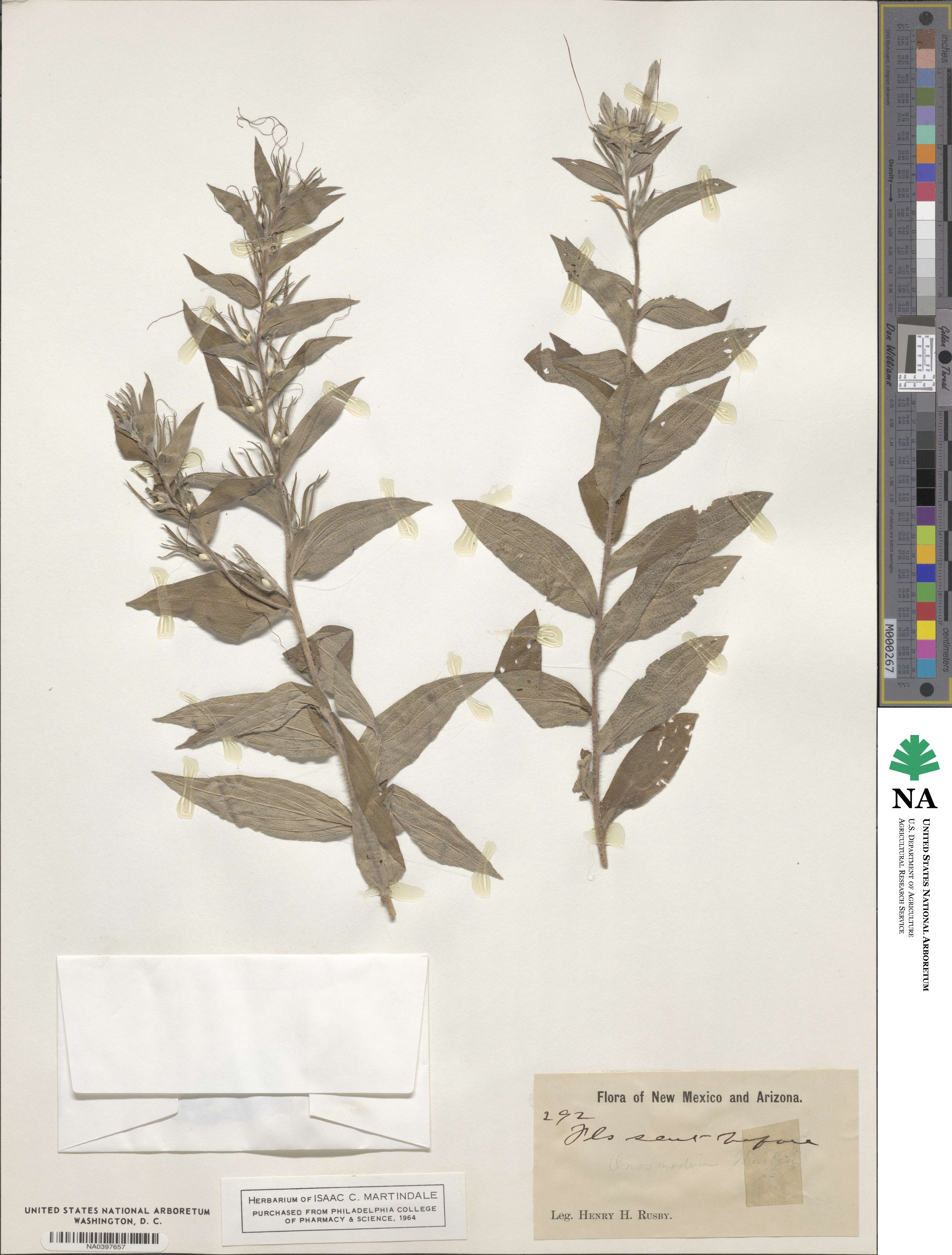 Onosmodium image