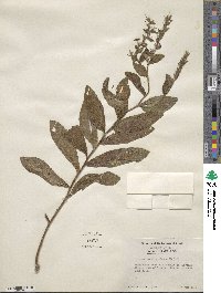 Lithospermum virginianum image