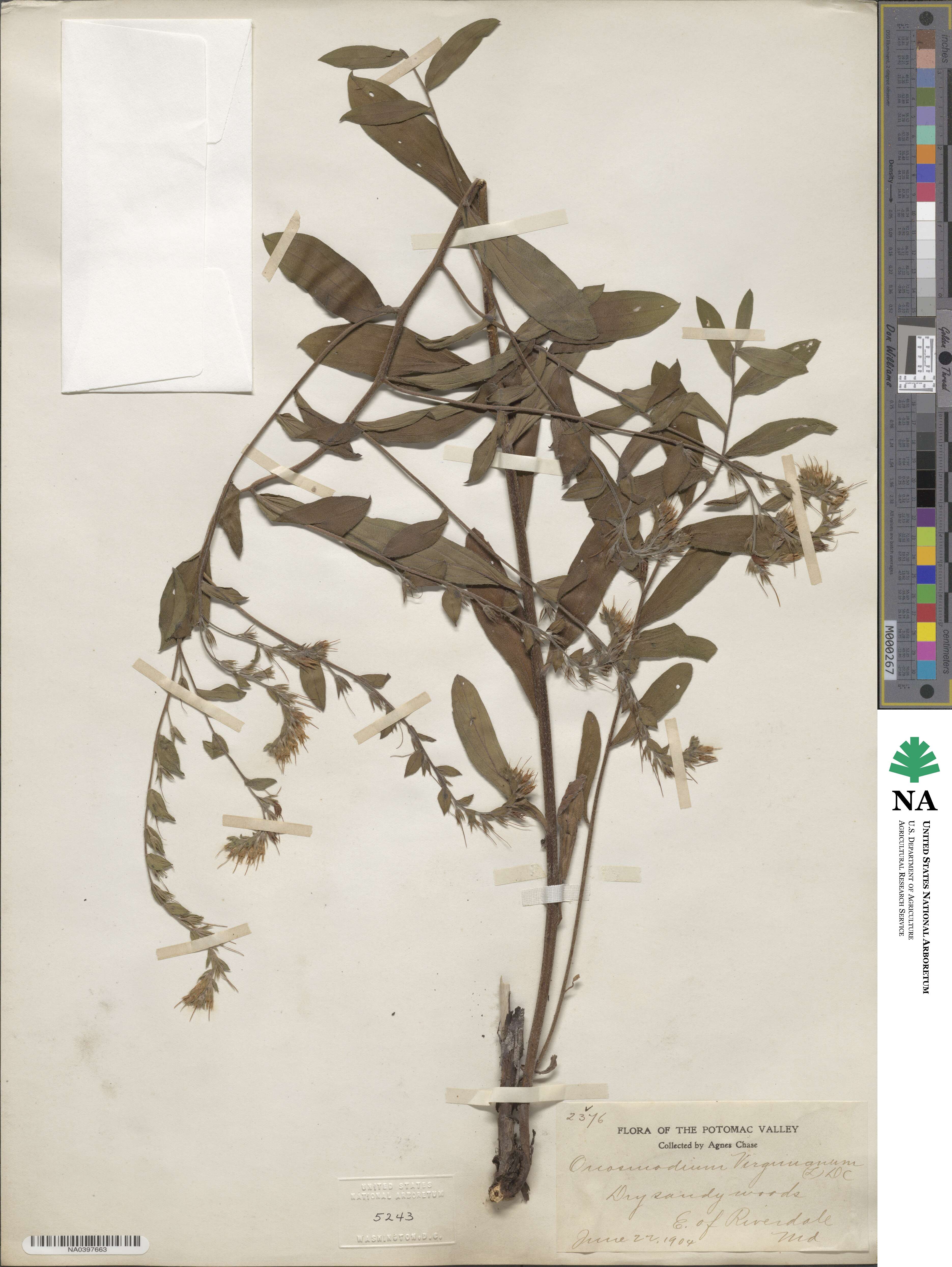 Lithospermum virginianum image