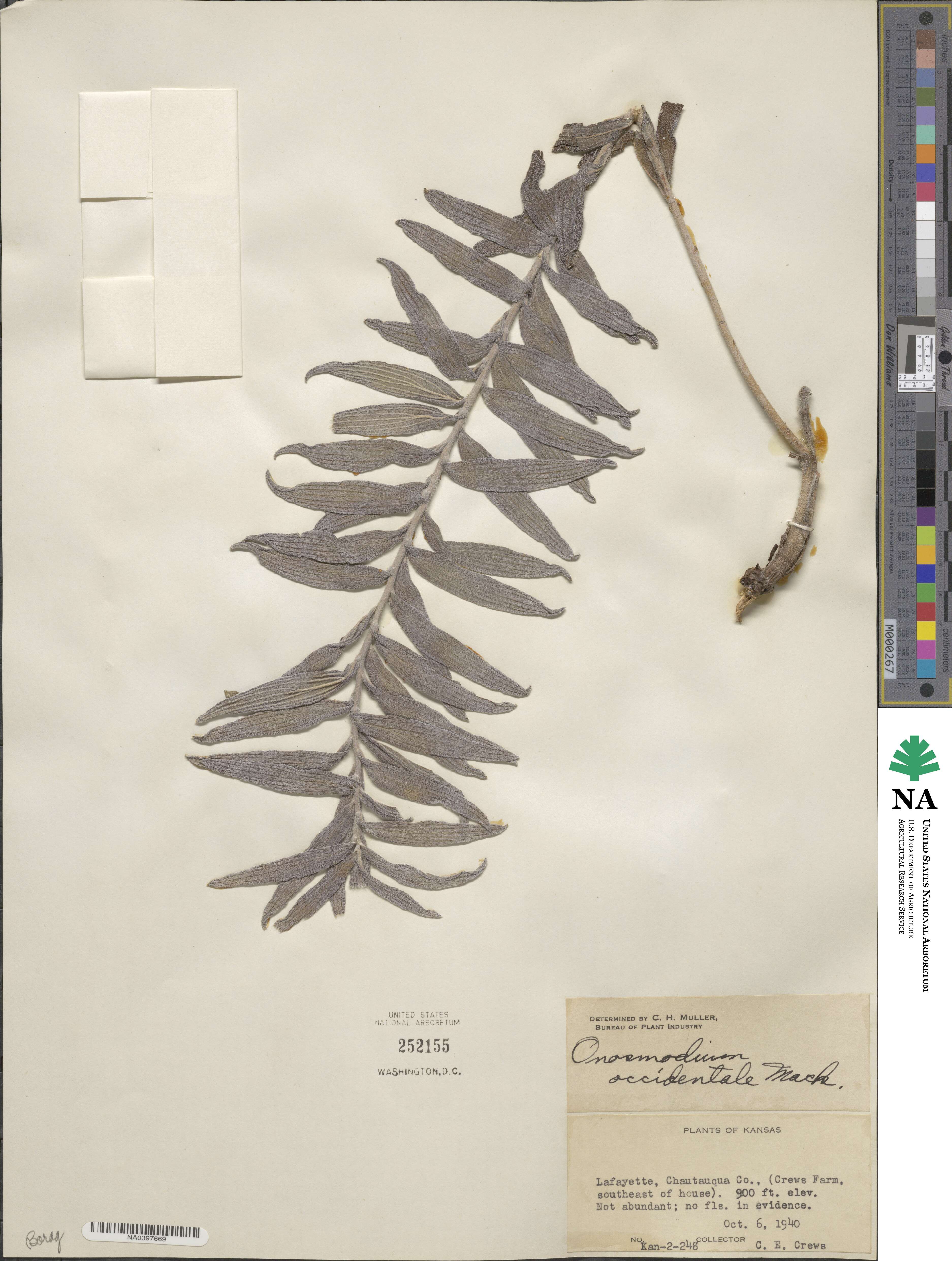 Lithospermum occidentale image