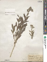 Lithospermum occidentale image