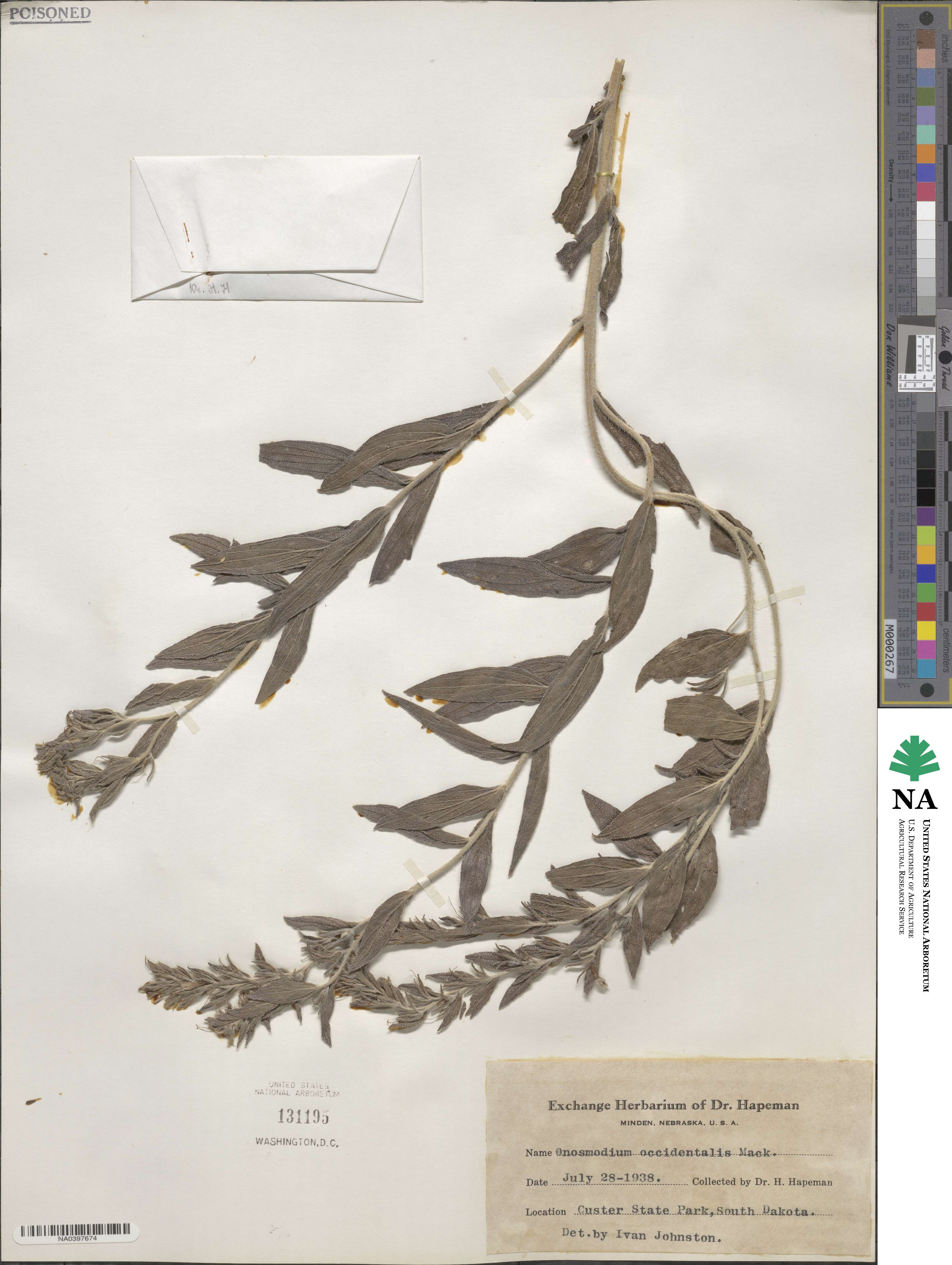 Lithospermum occidentale image
