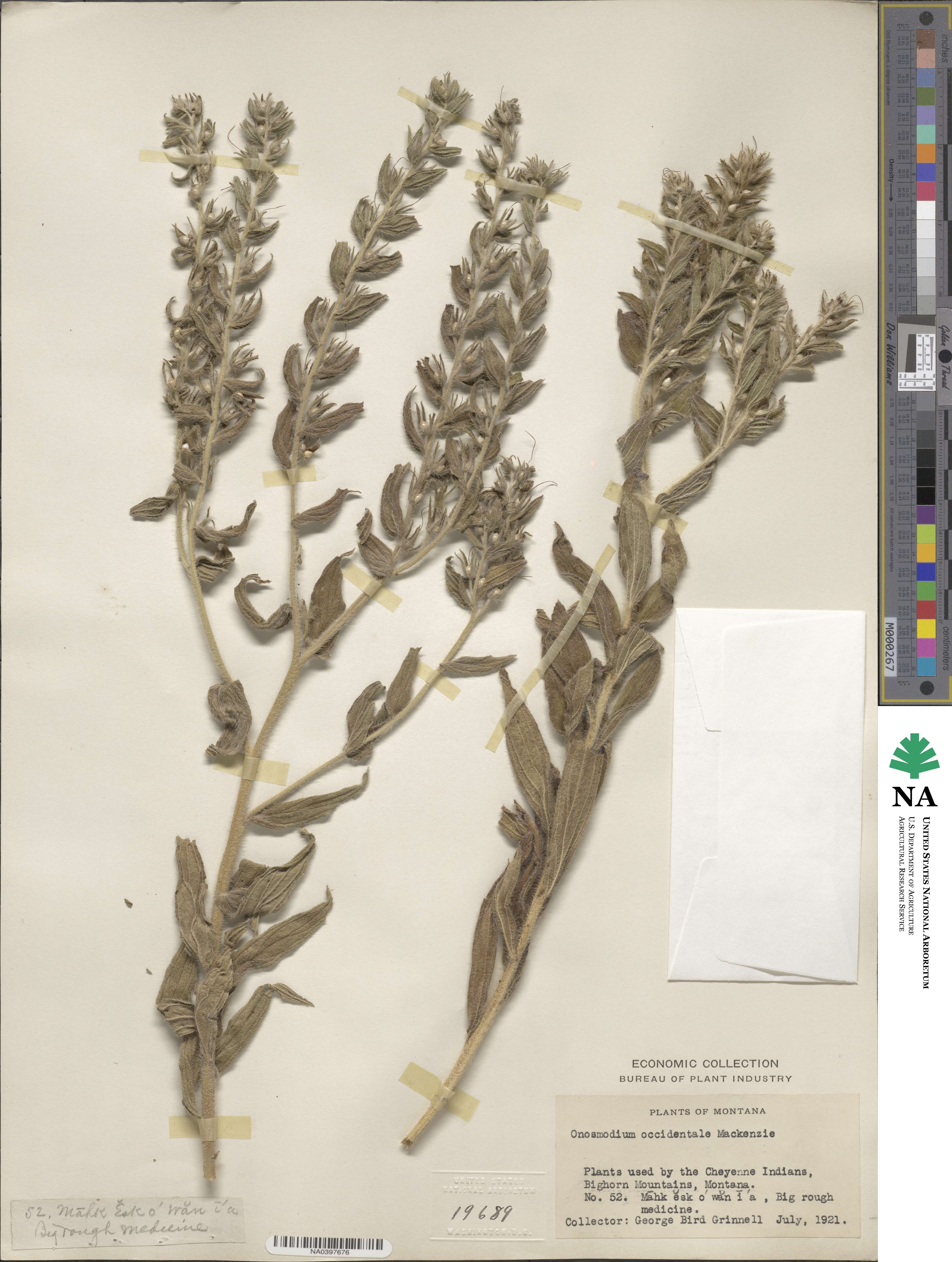 Lithospermum occidentale image