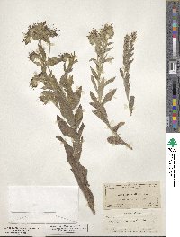 Lithospermum onosmodium image