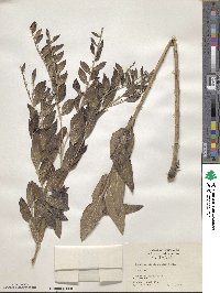 Image of Lithospermum parviflorum