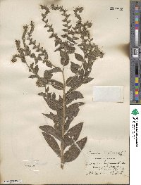 Lithospermum parviflorum image