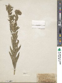 Lithospermum caroliniense image