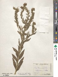 Lithospermum caroliniense image