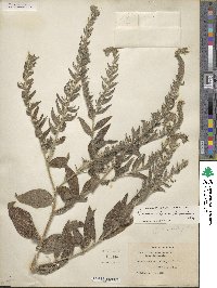 Lithospermum onosmodium image