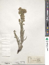 Onosma stellulata image