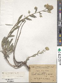 Image of Onosma sericea