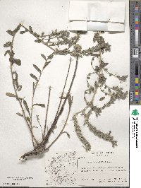 Image of Onosma heterophylla