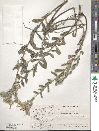 Onosma heterophylla image