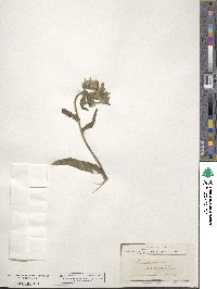 Onosma echioides image