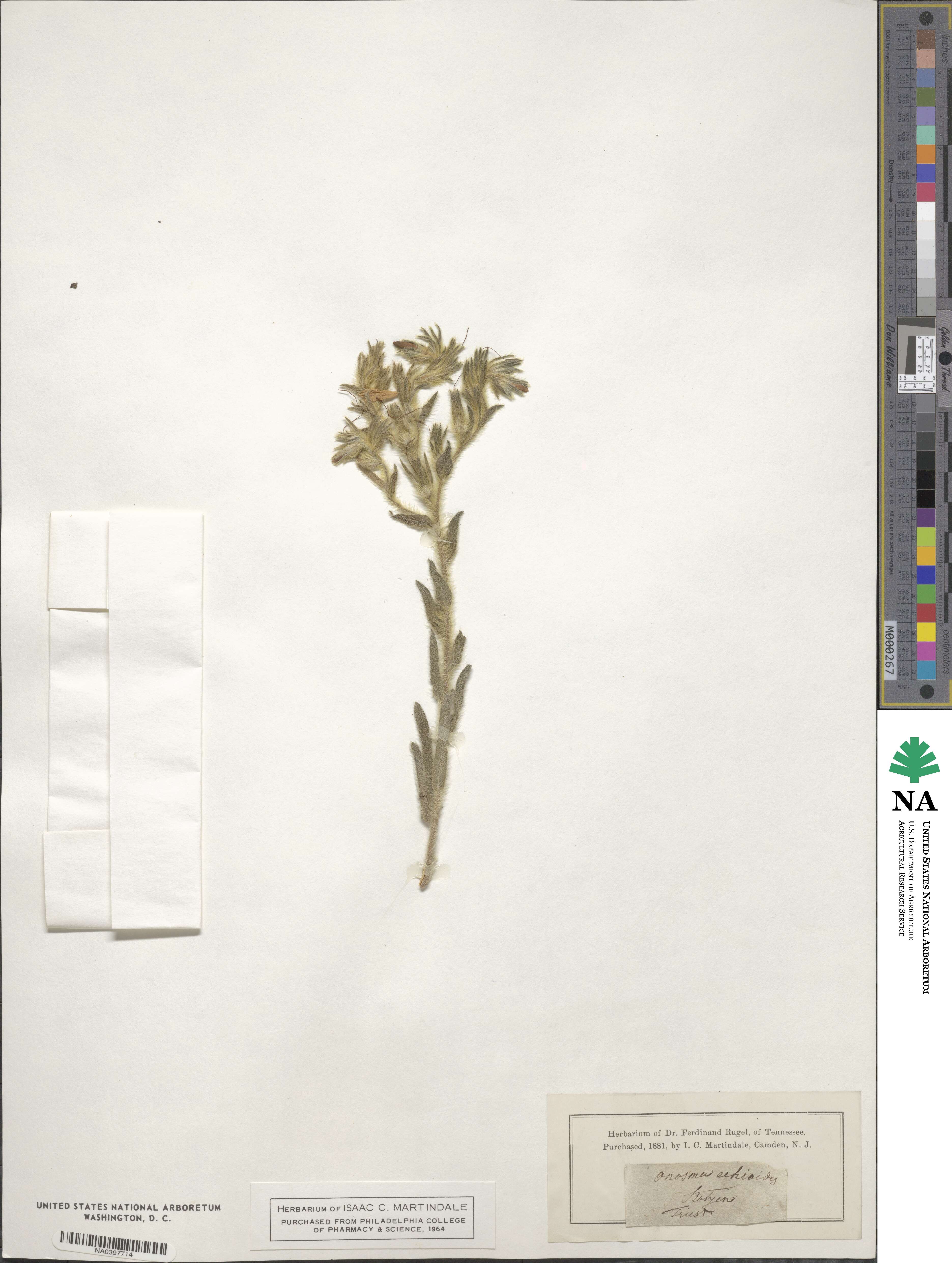Onosma echioides image