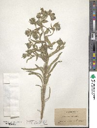 Onosma echioides image