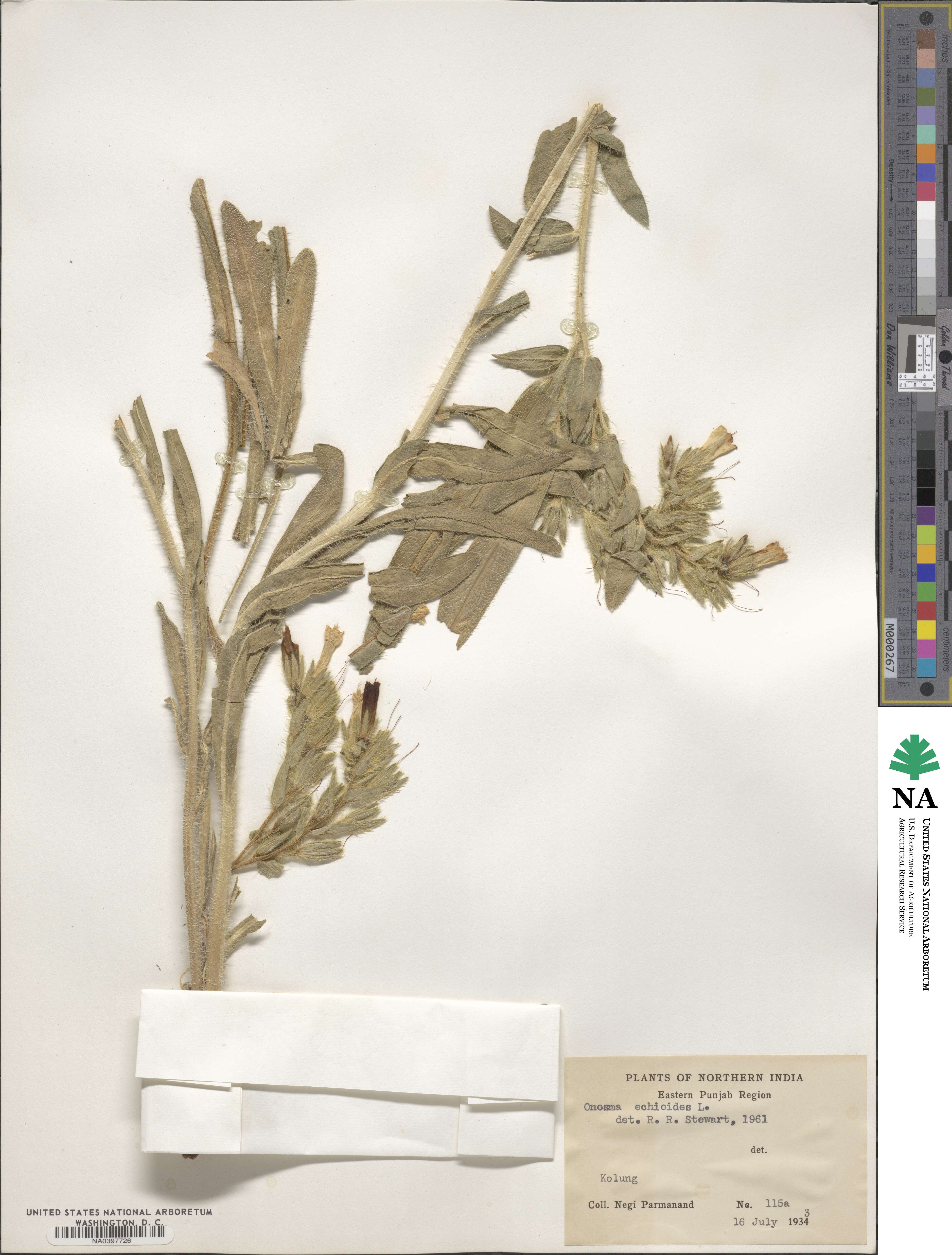 Onosma echioides image