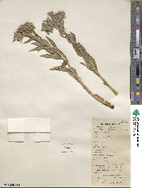 Onosma echioides image