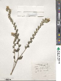 Onosma stellulata image