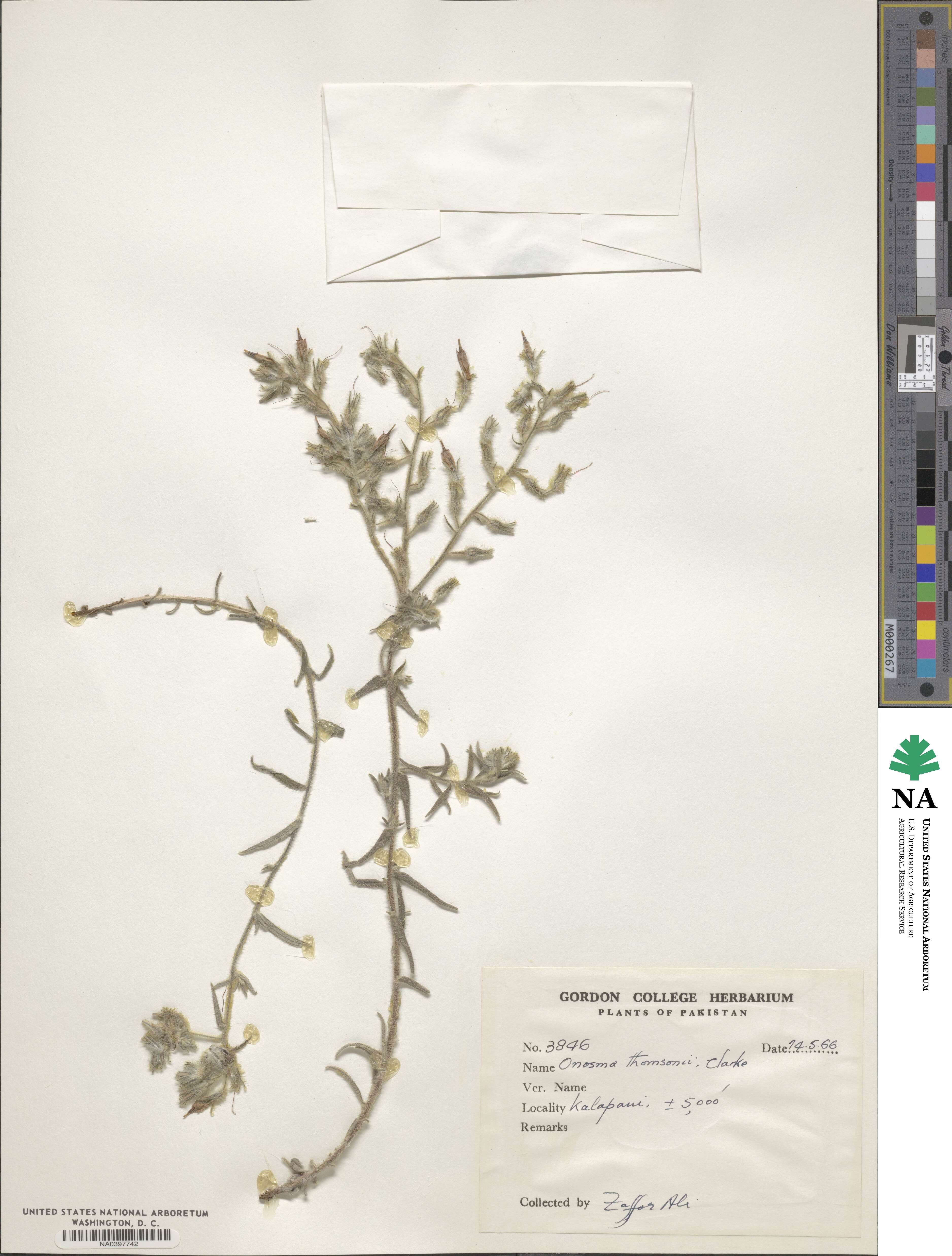 Onosma thomsonii image