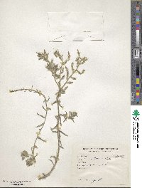 Image of Onosma thomsonii