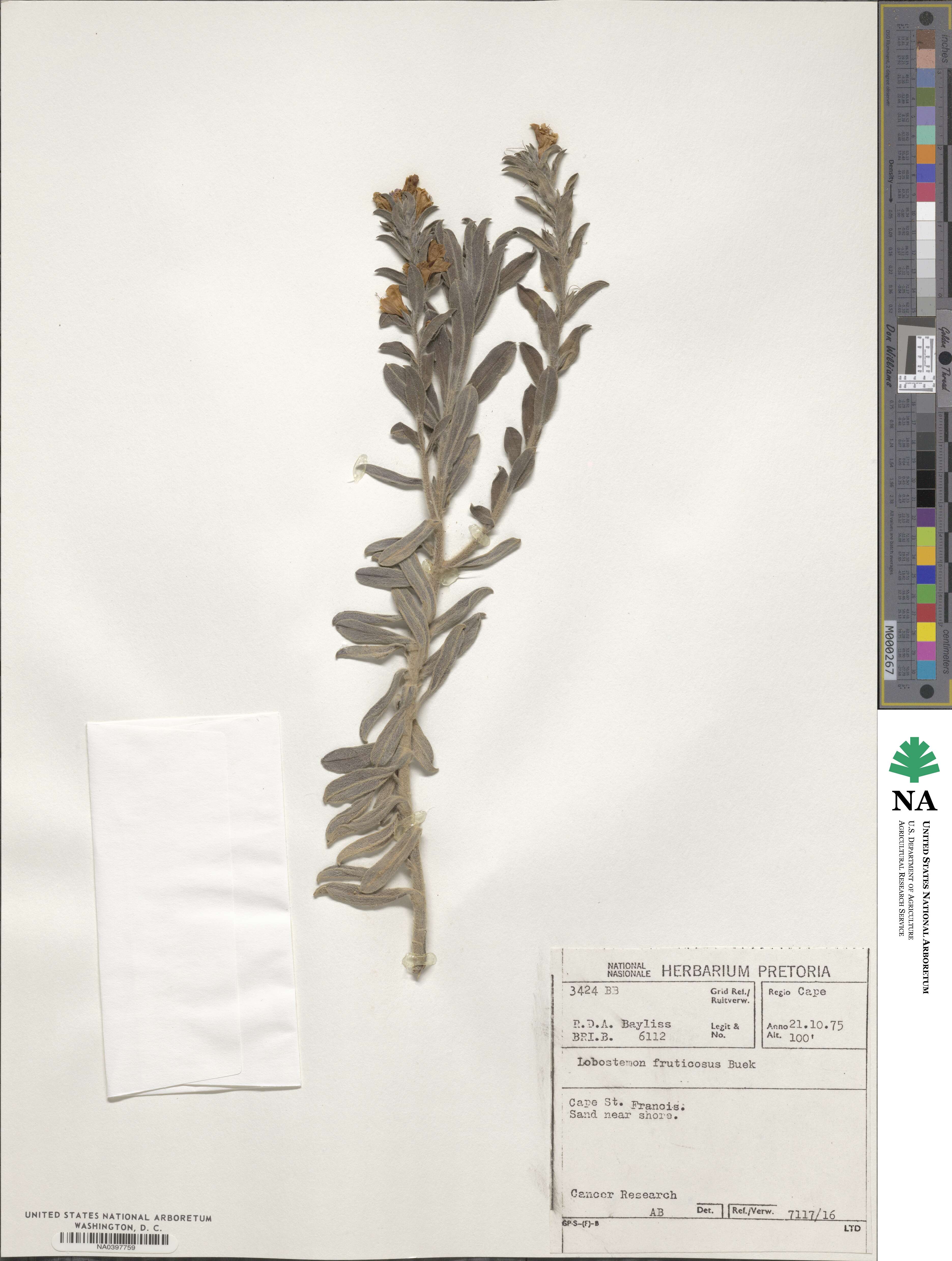 Lobostemon fruticosus image