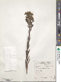 Image of Lobostemon echioides