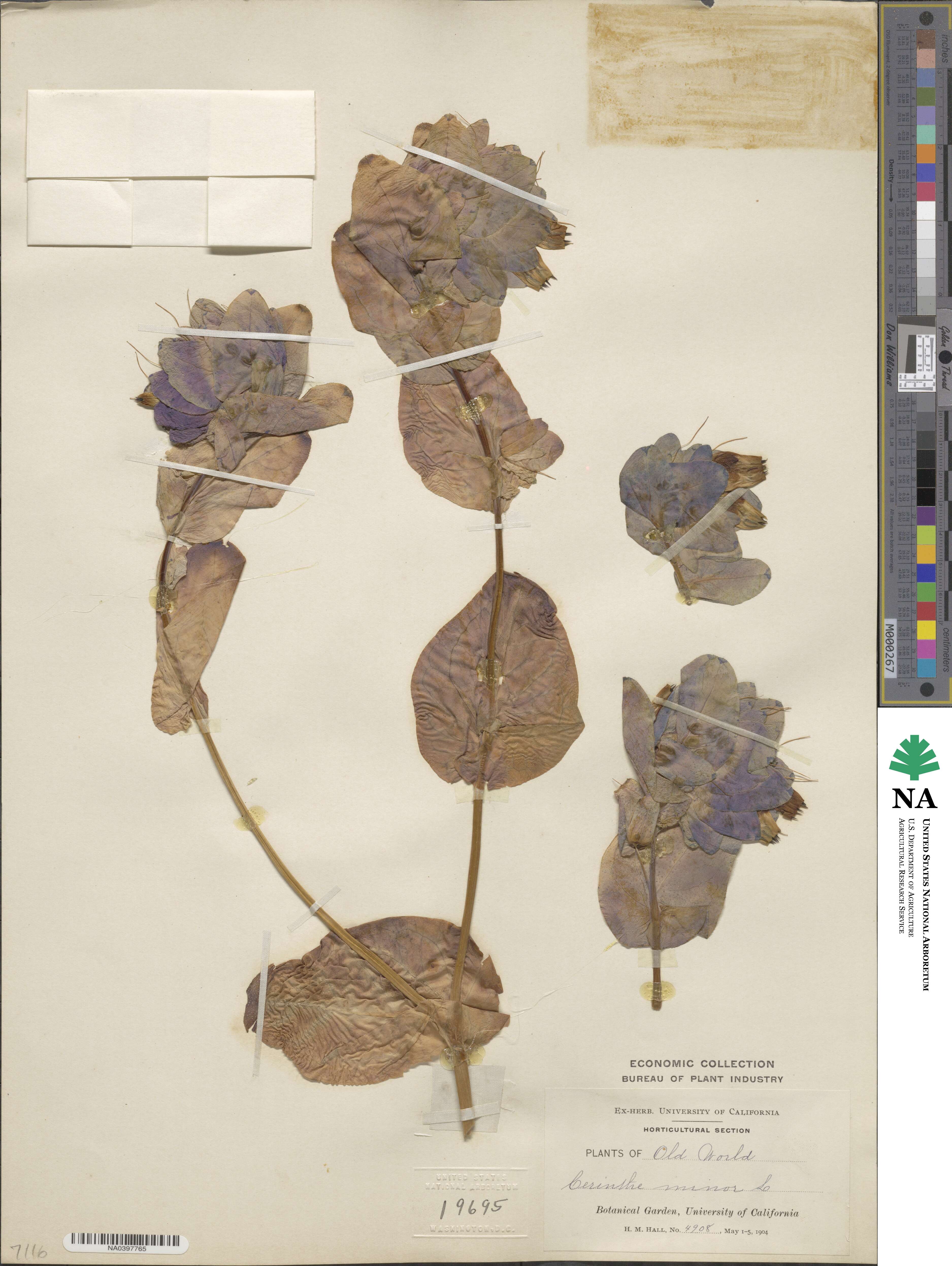 Cerinthe image