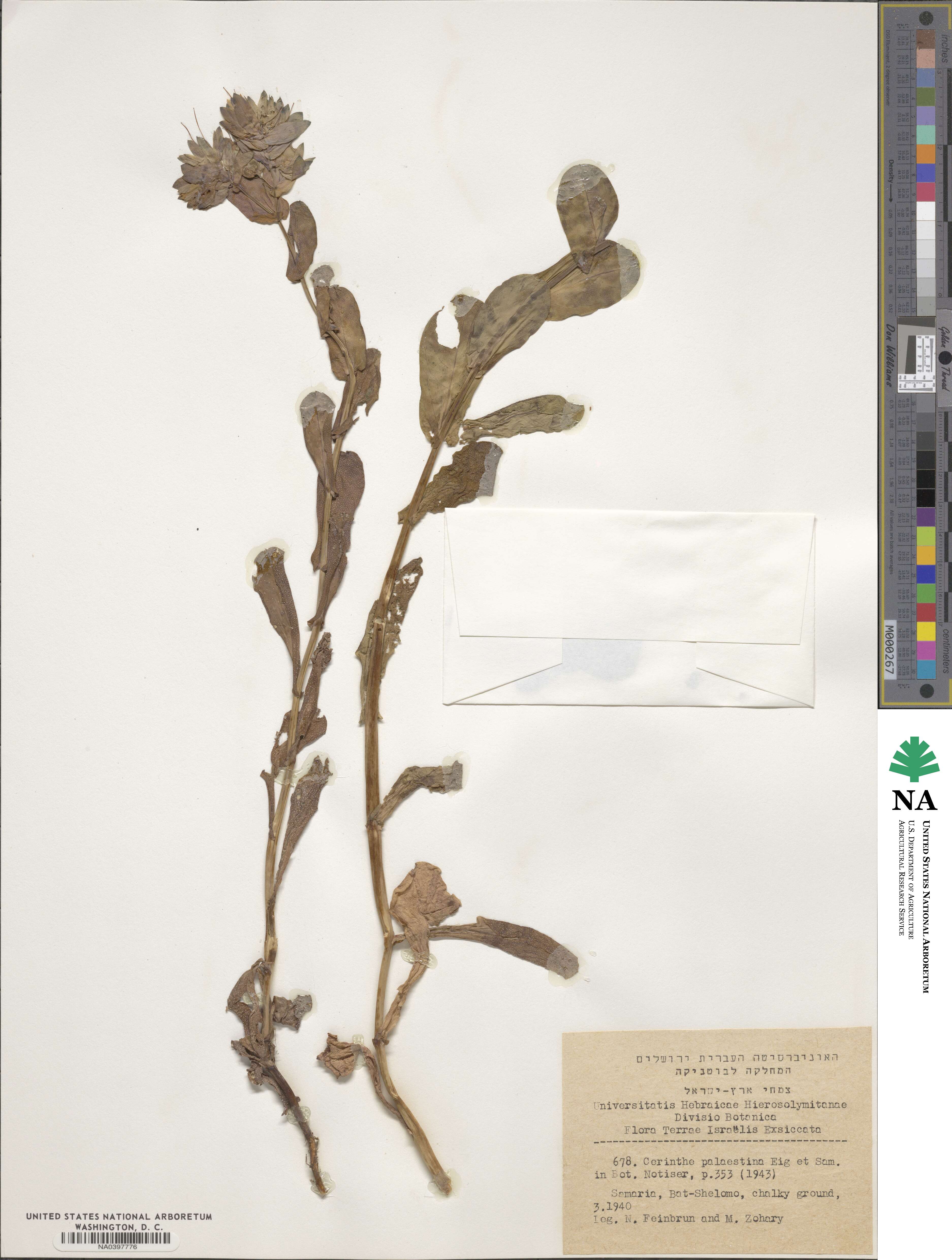 Cerinthe palaestina image