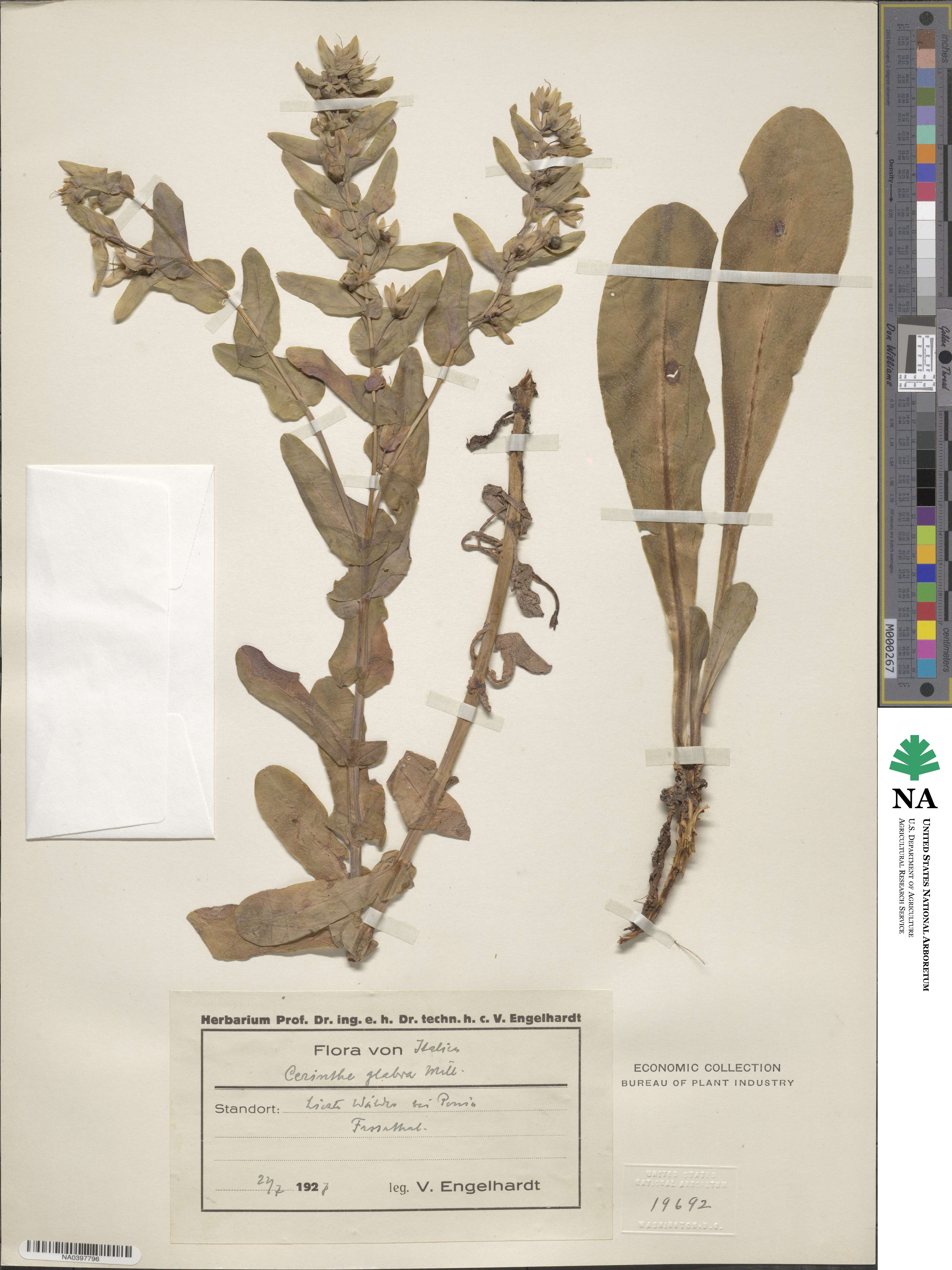 Cerinthe glabra image