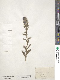 Echium vulgare image