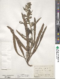 Echium vulgare image