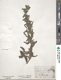 Echium vulgare image