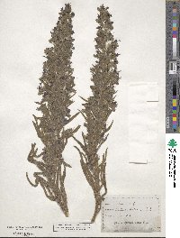 Echium vulgare image