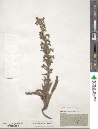 Echium vulgare image