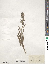 Echium vulgare image