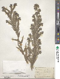 Echium vulgare image