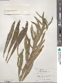 Echium vulgare image